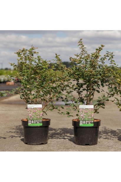 Сніжноягідник Amethyst опис